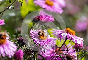 pink flowers of the aster close up. Aster Dumosus