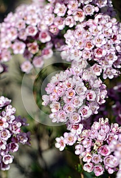 Pink flowers of an Australian Chamelaucium waxflower and Verticordia feather flower hybrid