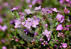 Pink flowers of the Australian native Boronia crenulata, family Rutaceae photo