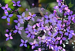 Pink flowers of Australian native Boronia ledifolia, family Rutaceae, growing in Sydney woodland