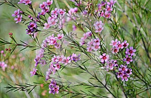 Pink flowers of the Australian native Geraldton Wax