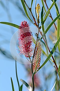 Pink flowers of the Australian native Mountain Hakea, Hakea grammatophylla, family Proteaceae