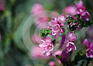 Australian Native Rose, Boronia serrulata pink flowers photo