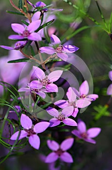 Pink flowers of Australian native Sydney Boronia ledifolia, family Rutaceae