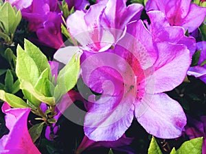 Pink flowers Azalea in a garden. Close-up