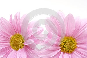 Pink flowers background