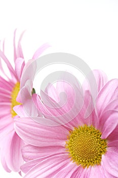 Pink flowers background