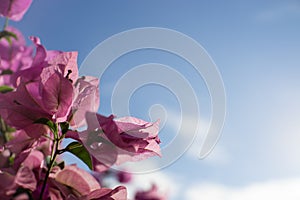 Pink flowers on background of blue sky