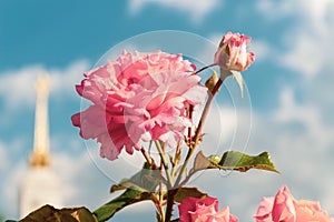 Pink flowers on a background of blue sky with clouds. Rose floribunda