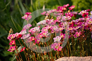 Pink Flowers. Background of delicate pink flowers.Pink spring flowers, background, texture