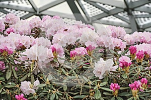 Pink flowers on a background of metal structures.