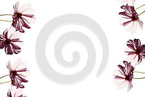 Pink flowers backgrounds