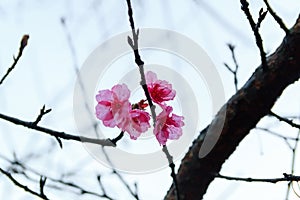 Pink flowers. beautiful cherry blossom ,ChiangMai north