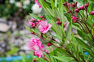 Pink Flowers always Beautiful photo