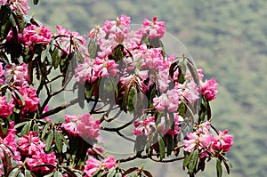 Pink flowers of beautiful Rhododendron blossom,Himalaya,Nepal,Everest region