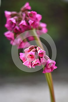 Pink flowers of a Bergenia