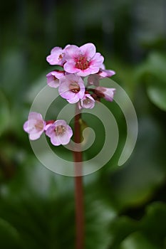 Pink flowers of a Bergenia