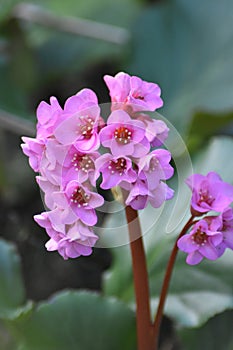 Pink flowers of a Bergenia