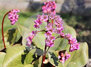 Pink flowers bergenia bloom in the garden in early spring. Bergenia ,elephant eared saxifrage, elephant`s ears is a