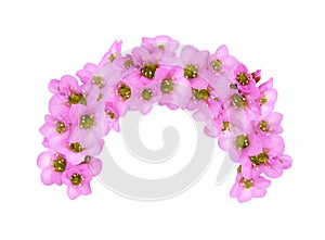 Pink flowers of bergenia crassifolia in an arch arrangement isolated on white background