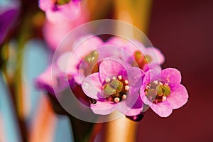 Pink flowers of Bergenia crassifolia, close up photo