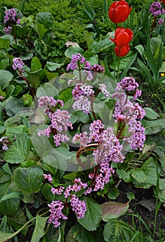 Pink flowers of Bergenia crassifolia plant and red blooming tulips on a sunny day