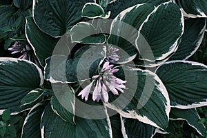 pink flowers and big green leaves of hasta decorative plant in the garden