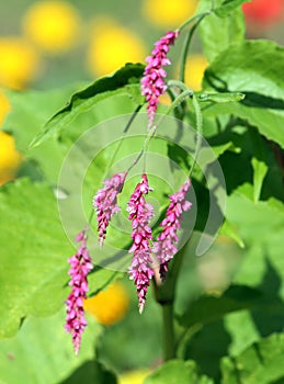 Pink flowers of bistort or knotweed or Polygonum orientale