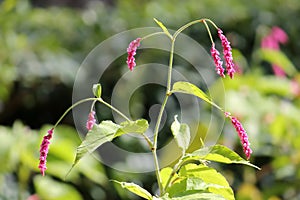 Pink flowers of bistort or knotweed or Polygonum orientale