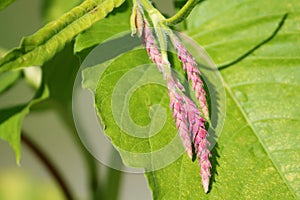 Pink flowers of bistort or knotweed or Polygonum orientale