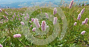 Pink flowers of bistrot snakeroot blooming and moving in breeze wind on green alpine meadow is summer nature