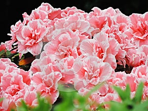 Pink flowers on the black background