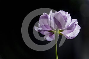 Pink flowers on black background