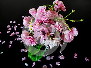 pink flowers on a black background