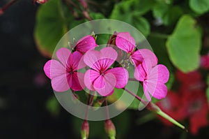 Pink flowers on black