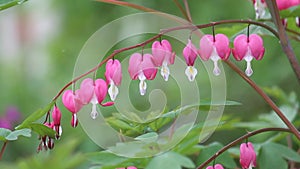 Pink flowers of bleeding heart Lamprocapnos spectabilis, syn. Dicentra spectabilis plant