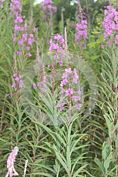 Pink Flowers in Bloom