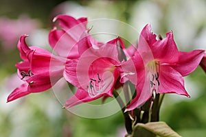 Pink flowers in bloom