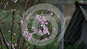 Pink flowers bloom profusely on an apple tree real photo