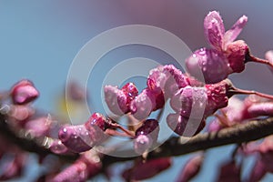 Pink flowers on the almost bloomed branches photo