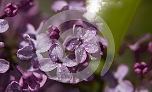 Pink flowers on the almost bloomed branches photo