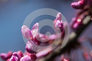 Pink flowers on the almost bloomed branches photo