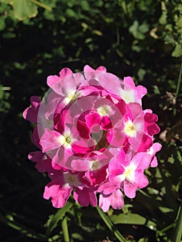 Pink flowers blooming