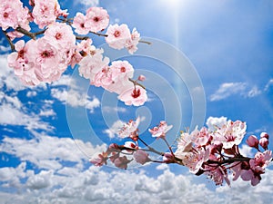 Pink flowers blooming against blue sky with shiny sun