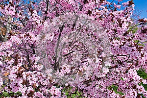 Pink flowers of a blooming almond tree in early spring