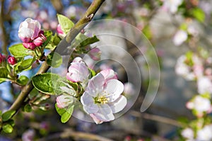 Pink flowers of blooming Apple tree in spring against blue sky