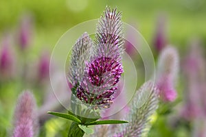 Pink flowers of blooming clover Trifolium rubens in the garden