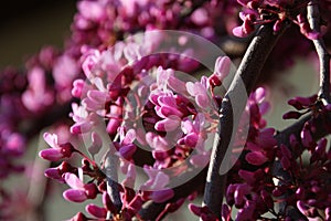 Pink flowers of blooming Eastern Redbud,