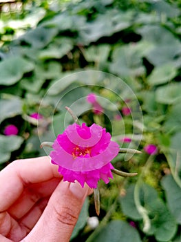 Pink flowers blooming among green leaves