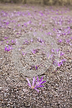 Pink flowers blooming from the ground photo